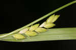 Flat spiked sedge